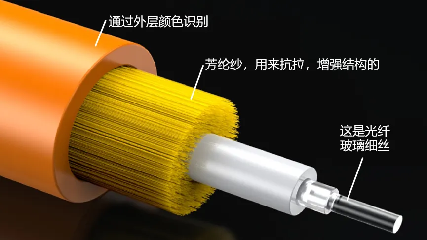 光纖解剖示意圖